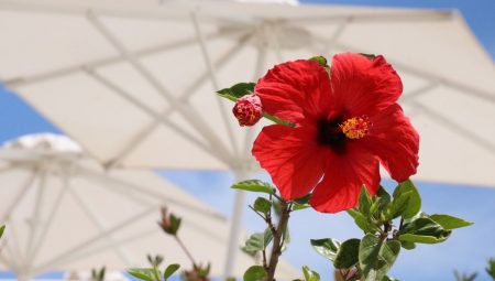 Astro Palace Hotel 28