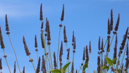 Astro Palace Hotel 29