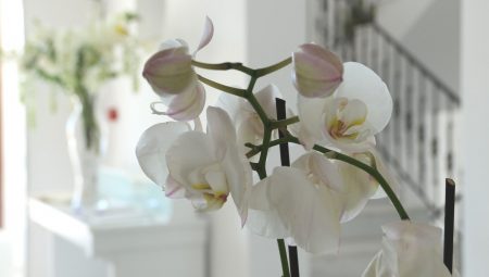 Astro Palace Hotel 39